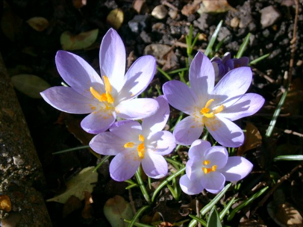 Crocus2