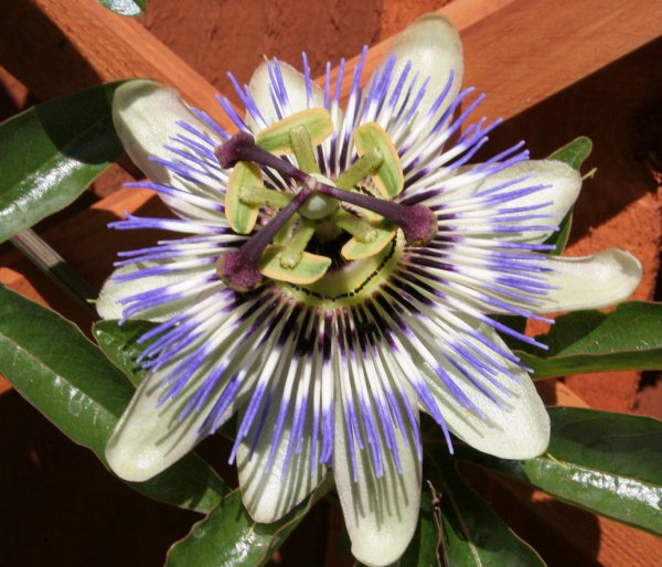 PassionFlower2 (1)