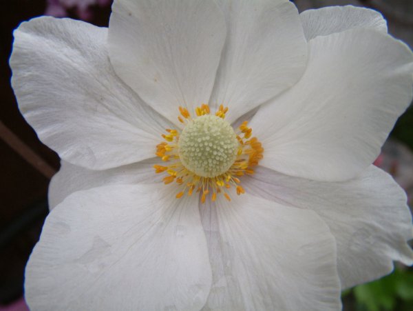 WhiteRockeryFlower3