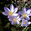 Crocus2