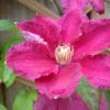 Clematis1