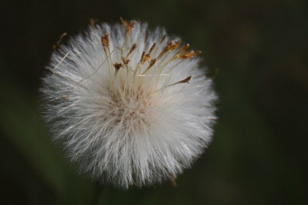 Dandelioninseed