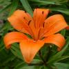 OrangeTigerLilly1