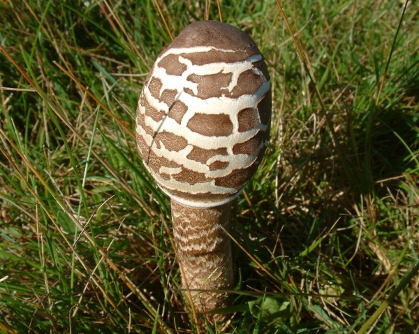 Fungi