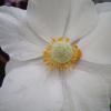 WhiteRockeryFlower3