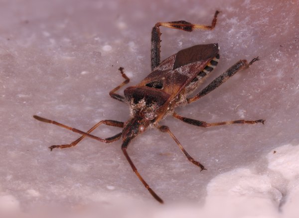 Western Conifer Seed Bug 09/2021. Copyright N.R.Seal