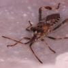 Western Conifer Seed Bug 09/2021. Copyright N.R.Seal