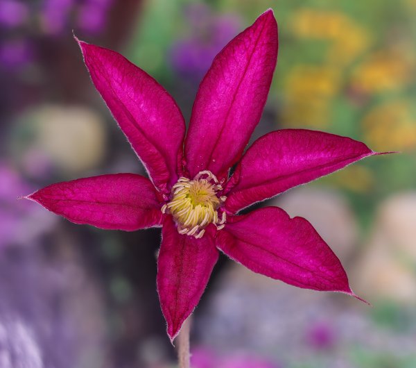 Last Clematis flower of the season ( +HDR1 )