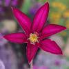 Last Clematis flower of the season ( +HDR1 )