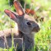 Minsmere 27-04-15