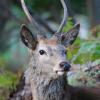 Minsmere Autumn 30-10-11