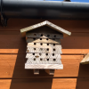 Mason bees