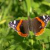 RedAdmiralonNettles