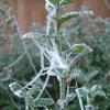 Iceweb1