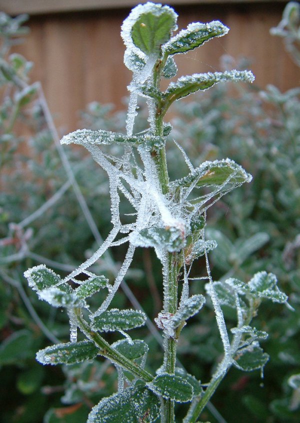 Iceweb1