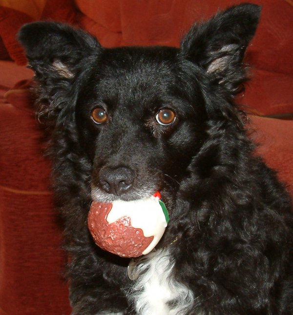 SophiewithPuddingball1A