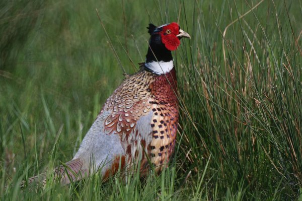 PheasantinMeadow