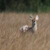 ChineseWaterDeer3