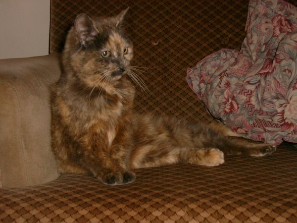 Smokie6
