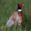 PheasantinMeadow