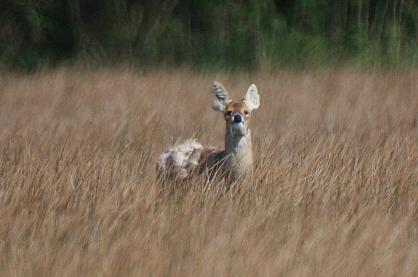 ChineseWaterDeer3