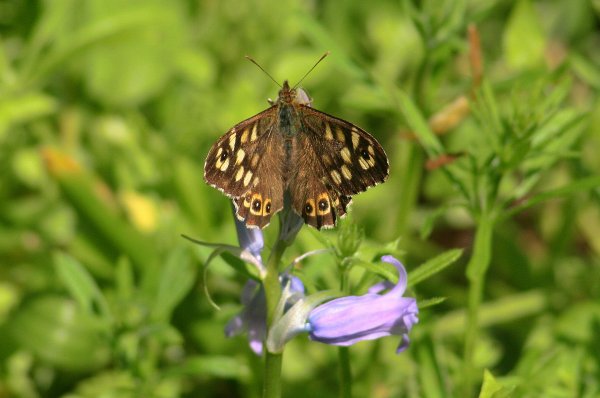 SpeckledWoodonBluebell