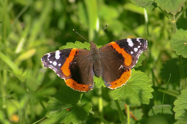 RedAdmiralonNettles