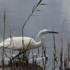 Strumpshaw Fen 04-08-17