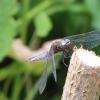 Strumpshaw Fen 12-07-15