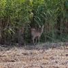 Strumpshaw Fen 12-08-12