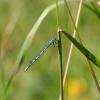 DamselFly3