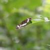 WhiteAdmiral2