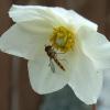 HoverflyinRockFlower