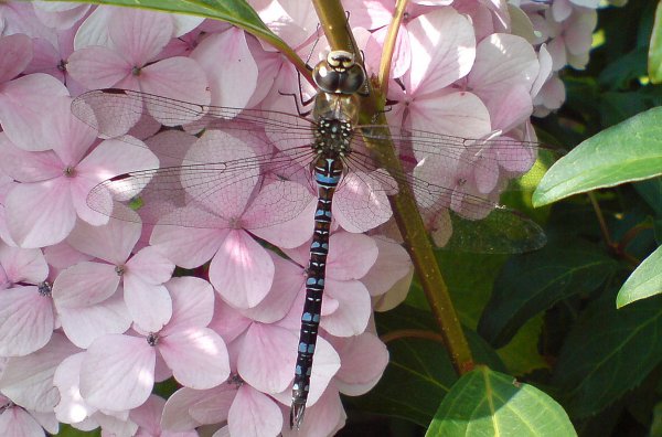 Dragonfly3