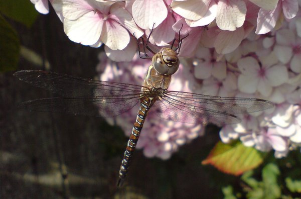 Dragonfly5