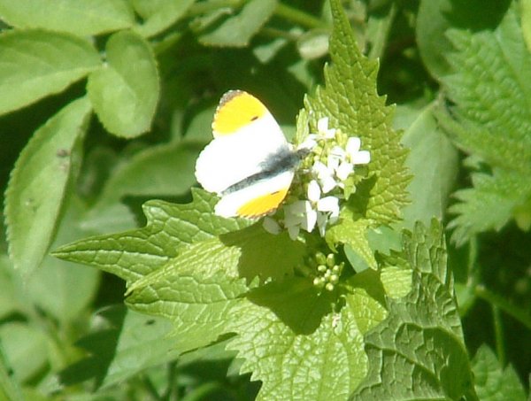 OrangeTip