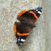 RedAdmiral6