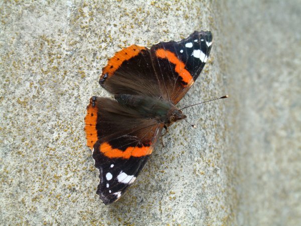 RedAdmiral6