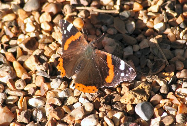 RedAdmiral1