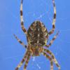 GardenSpider4