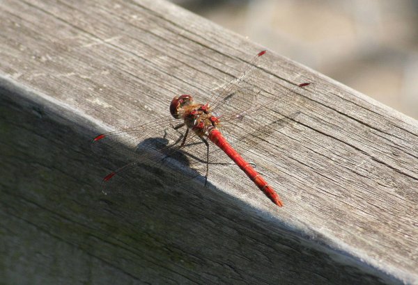 Dragonfly6