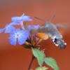 HummingbirdHawkmoth3