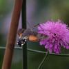 Various Insects, Spiders, Butterflies and Moths