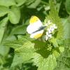 OrangeTip