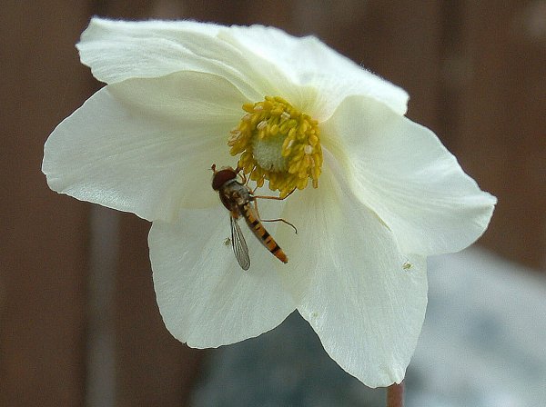 HoverflyinRockFlower