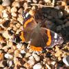 RedAdmiral1