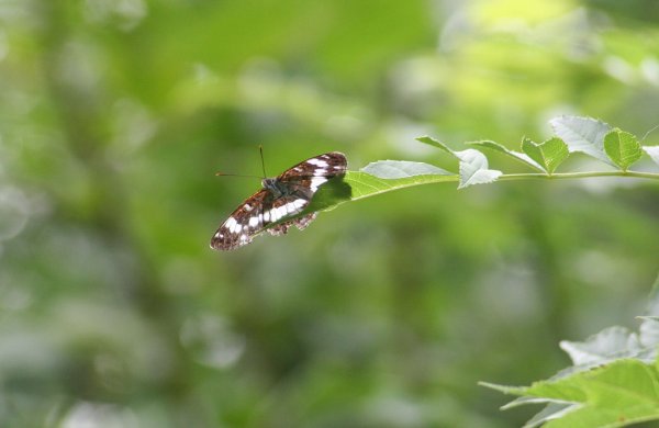 WhiteAdmiral2