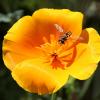 HoverFlyinCaliforniapoppy003