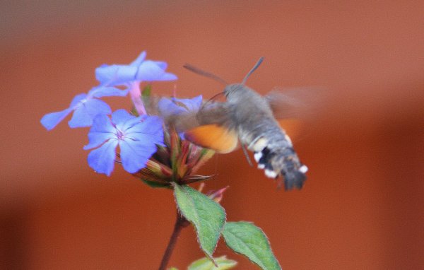 HummingbirdHawkmoth3