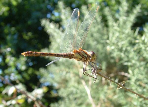 FemaleCommonDarter1